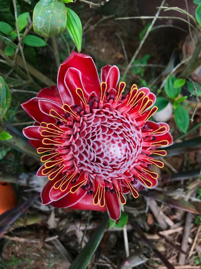 Pousada Tia Cleide Caraguatatuba Bagian luar foto